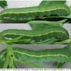 colias hyale larva5 volg12